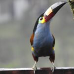 avistamiento andigena laminirostris colombia