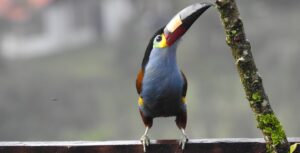 avistamiento andigena laminirostris colombia