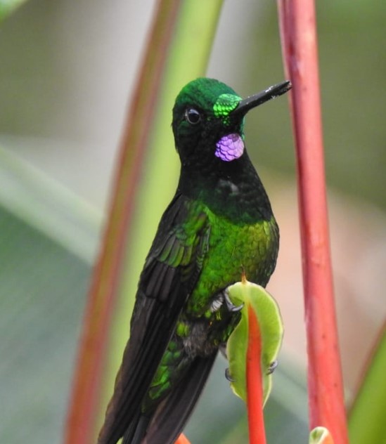 img-02-free-img colibri ricaurte nariño