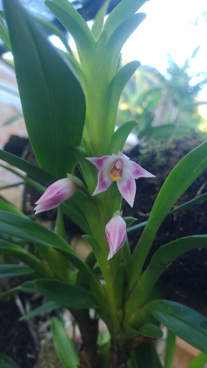 orquideas bosque choco geografico