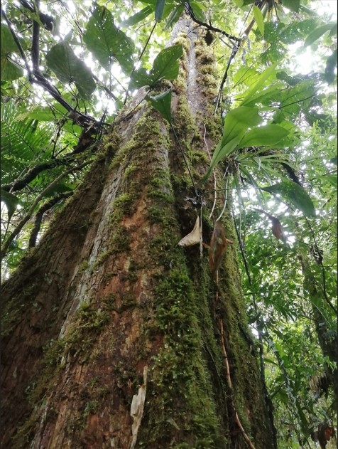 reserva andigena bromelias y orquideas ricaurte nariño