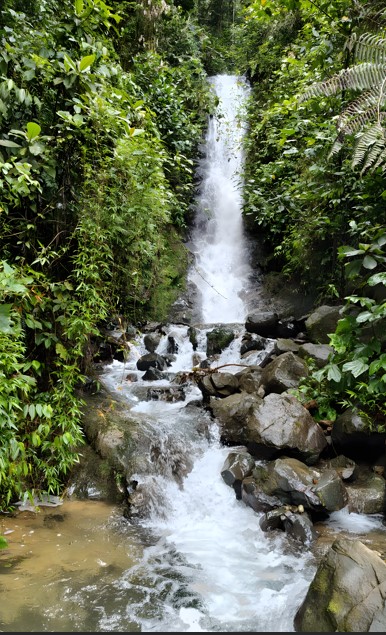 terapia de bosque reservaandigena nariño