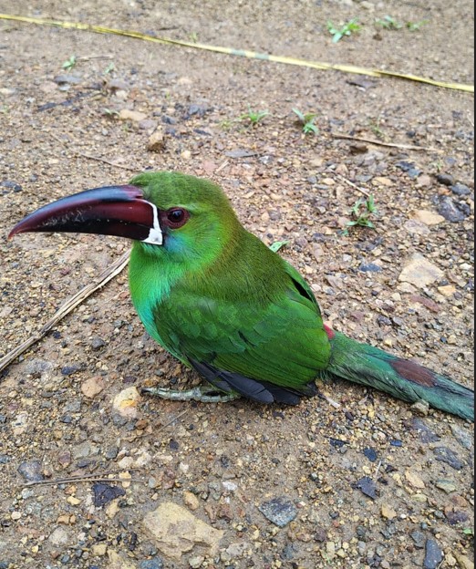 tucan culirrojo reservaandigena