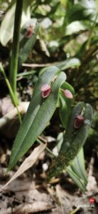 orquideas mini