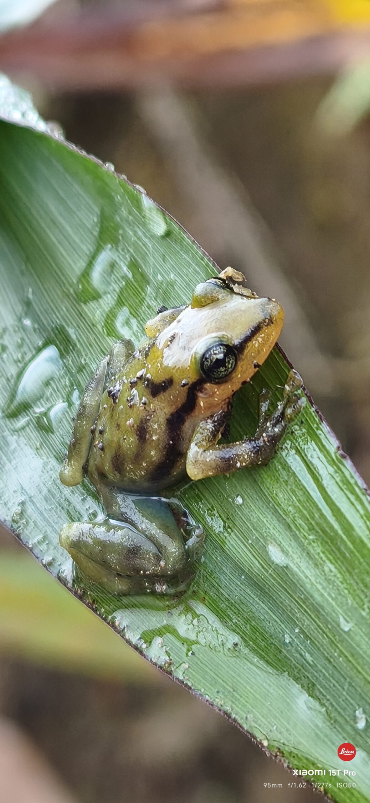 ranas de el choco biogeografico
